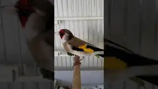 Самый лучший щегол