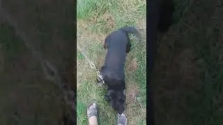 джим