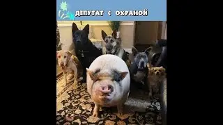 НАШИ ДЕПУТАТЫ! ПРИКОЛЫ ДЕКАБРЯ!