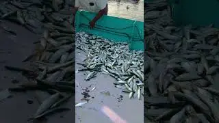 Fresh Fish Arrived...