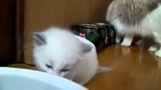 Крошка котенок пьет воду