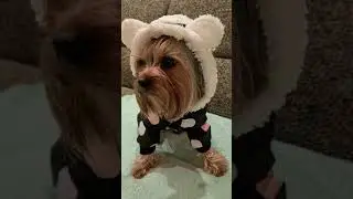 Я самый смелый 🐾