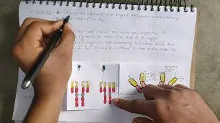 Antibody | Structure & Function | Immunology