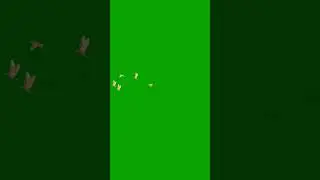 Flying Birds Green Screen