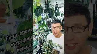 с цепи сорвало