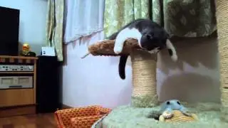 Трудовые будни одного кота