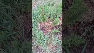 розмарин  зацвёл