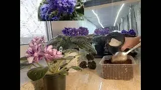 Как за 6 минут перевезти фиалку на фитильный полив !