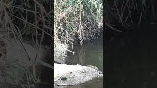Голодный карп 🤣 