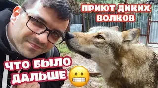 Приют ДИКИХ ВОЛКОВ. Что было дальше?
