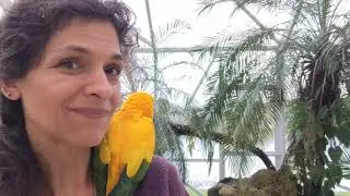 The 3 Best Parrots As Pets When Cost Doesn't Matter