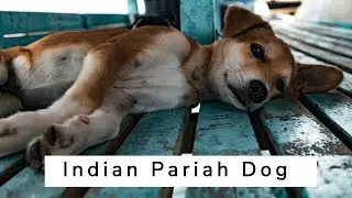 Meet the Indian Pariah Dog： The Native and Faithful Companion of India