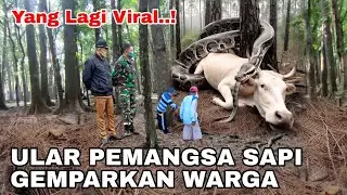 Yang lagi viral! Ular pemangsa sapi gemparkan warga