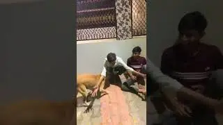 Jiga ni mojj 🤣 || RAJODA COMEDY GROUP || #comedy @ComedyCentral
