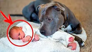 The couple wanted to get rid of the dog. After looking at the cameras, they were stunned!