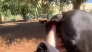 Isis