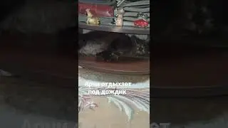 Archie resting in the rain #шортс #animals #животные #tiktok #тикток #рек #топ #cat #shorts #love #t