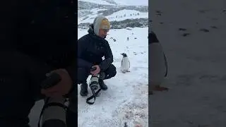 Penguin not sure what humans are doing at the ICE WALL 🇦🇶
