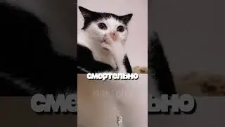 Tasmanian cat
