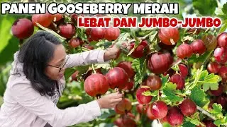 PANEN GOOSEBERRY MERAH DI KEBUN TANI BELANDA