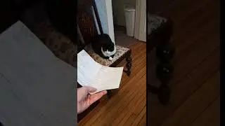 Cat Pls