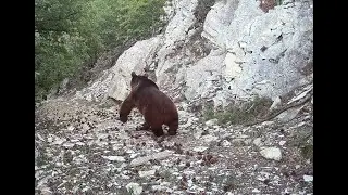 BOZAYI'NIN AYAĞI KAYDI ! ORMANDA UNUTULAN FOTOKAPANDAN NELER ÇIKTI ? MUHTEŞEM FOTOKAPAN GÖRÜNTÜLERİ