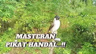 MELATIH PIKAT HANDAL.. Kutilang Ribut