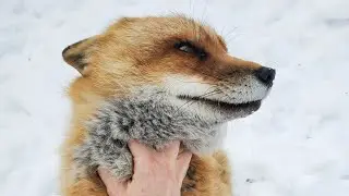 Finnegan Fox wants to take me into his den