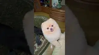 Голубки🩵🙌#funnyshorts