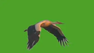 stork | green screen