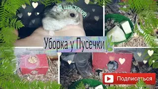🐹Уборка у хомяков 🐹/Как мы убираемся у Пусечки ♥️
