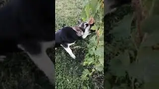 Виноград для собаки яд?!