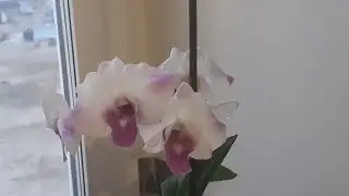 Орхидеи. Дендрофаленопсис 