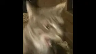 my mind at 3am.mp4