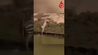 Have You Seen More Frustrated Crocodile Ever? 🤣🐊 Guess Today Was Not So Lucky for Him😭😂🦓