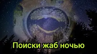 Поиски жаб! Ищем жаб 2 ночи