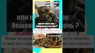 #меме #мемы2023 #кот #котики #мем