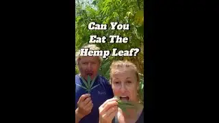 Can you eat the leaf? 🤔
#Hemp #agriculture #Australia #australianagriculture #hempco