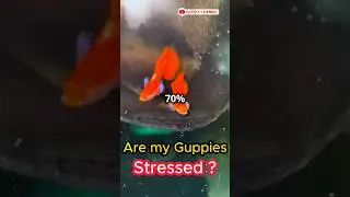 Are my Guppies Stressed ? What is Fish Stress ? #facts #guppyfishtank #fishtank