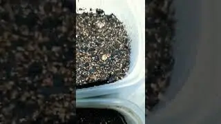 Алиссум всходы 💐💞👌