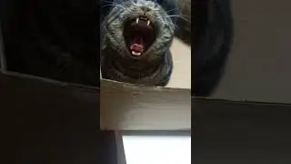 котзилла 