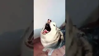 He’s so fed up with their shit! Lol