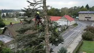EXTREME big FIR trees cut DOWN within 5 HOURS of the CALL - FLOODS in the Czech republic