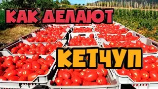 Как делают кетчуп | Производство томатной пасты