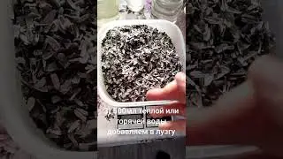 Выращивание грибов на опилках и шелухе, самый "быстрый и легкий" субстрат.