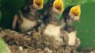 Nature: Young swallows in the Rothensee boat lift