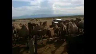 түиеден кене теру