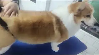 heart tail of corgie @corgie #corgie