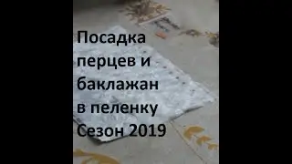 посадка рассады перцев и баклажан в пеленку 02.02. 2019