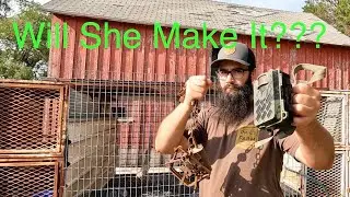 A Predator ATTACKED my Farm! Traps and Trail Cameras set